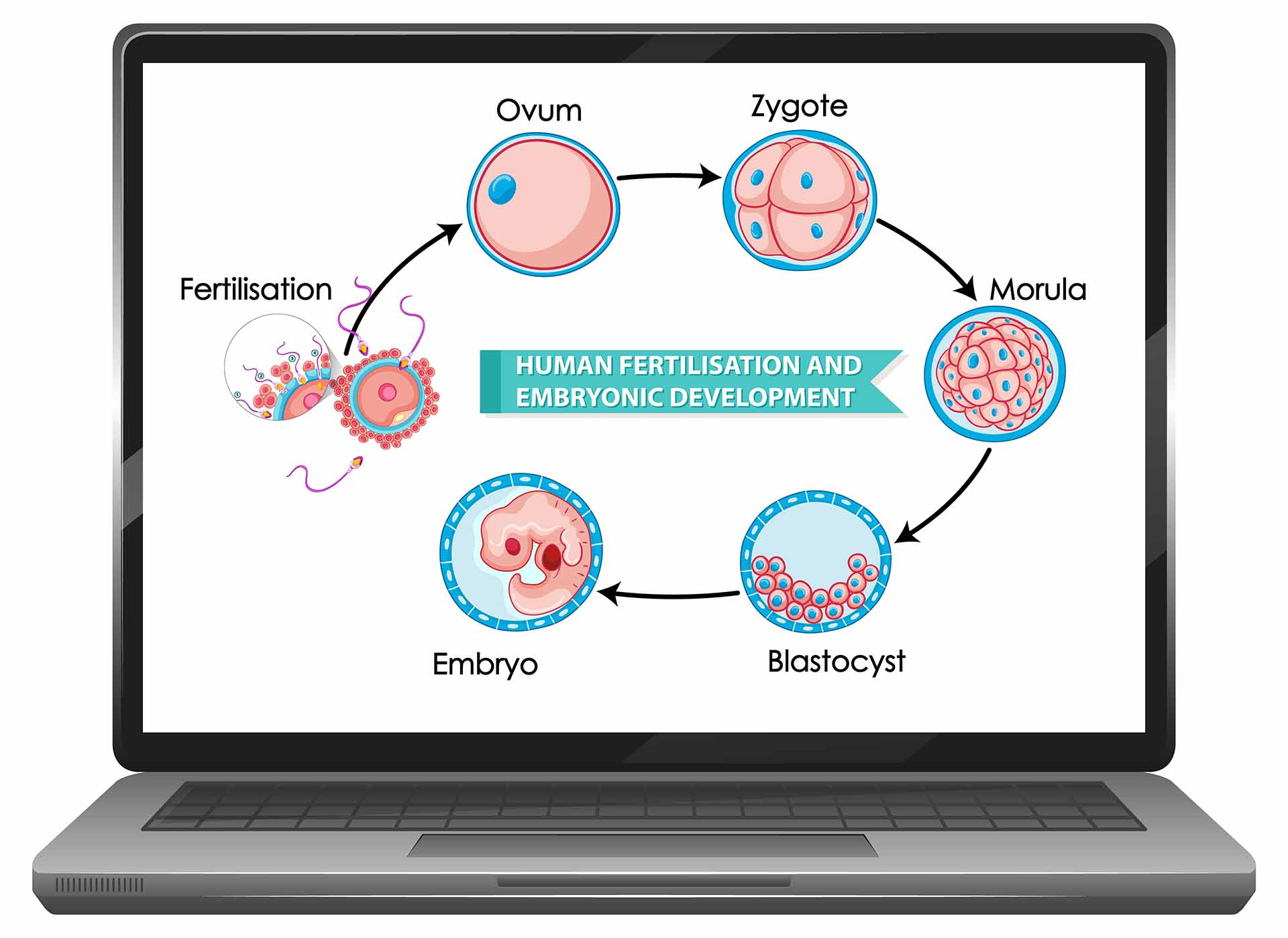 Zyklusmonitoring (hormonell, mittels Ultraschall)